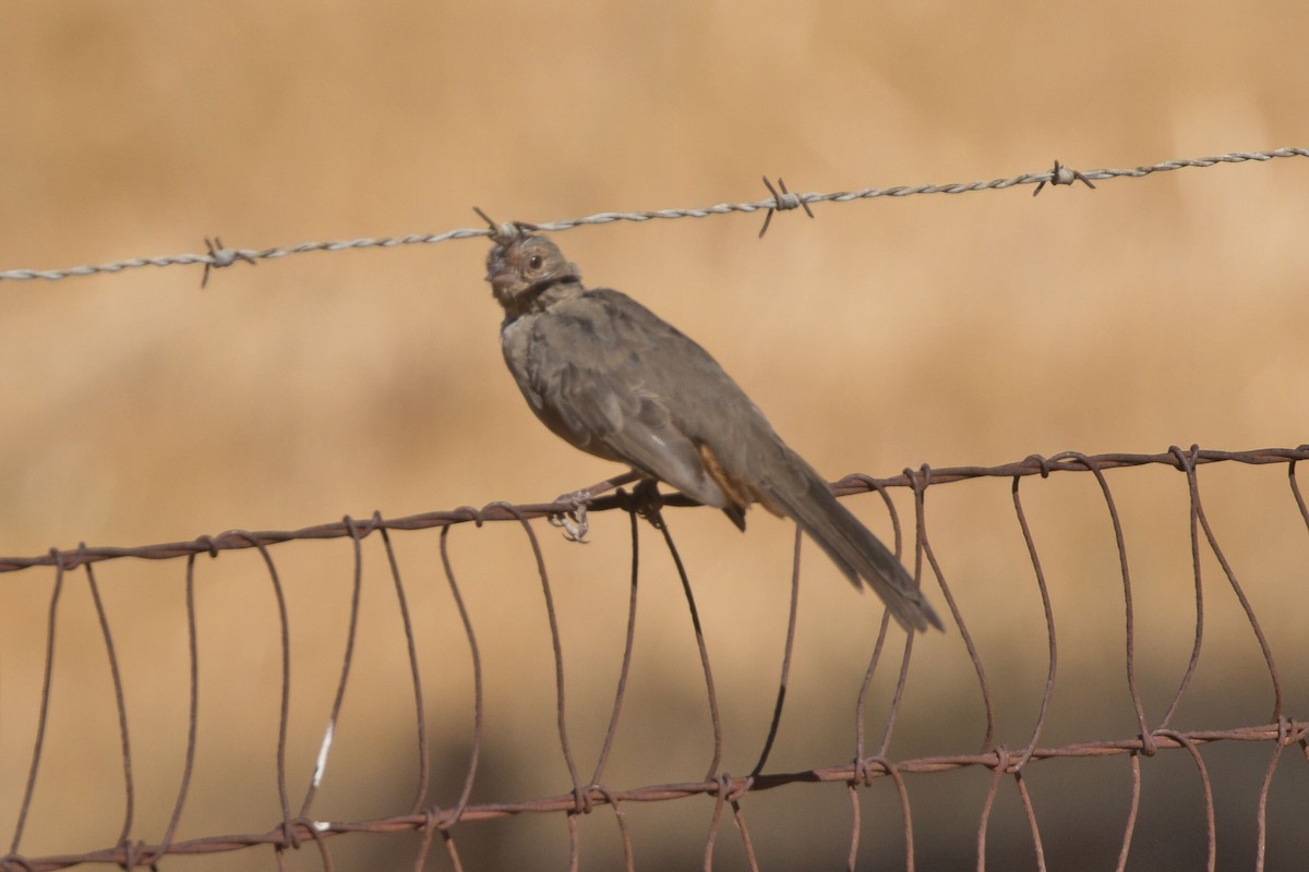 California Towhee - ML623487567