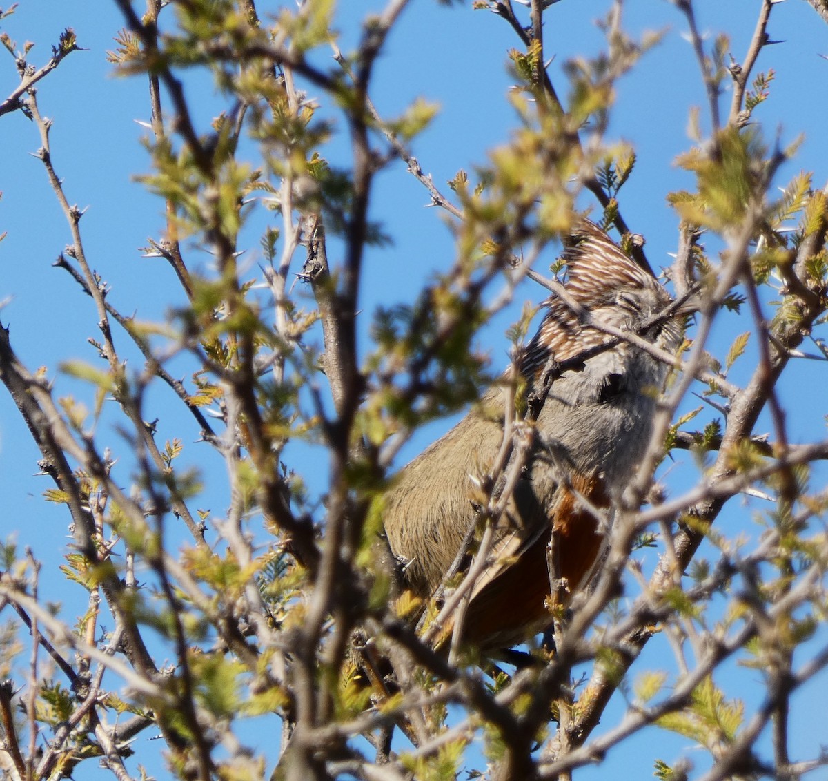 Schopftapaculo - ML623487569