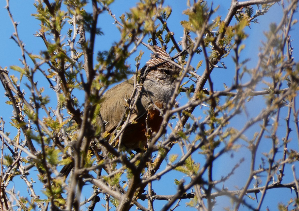 Schopftapaculo - ML623487570