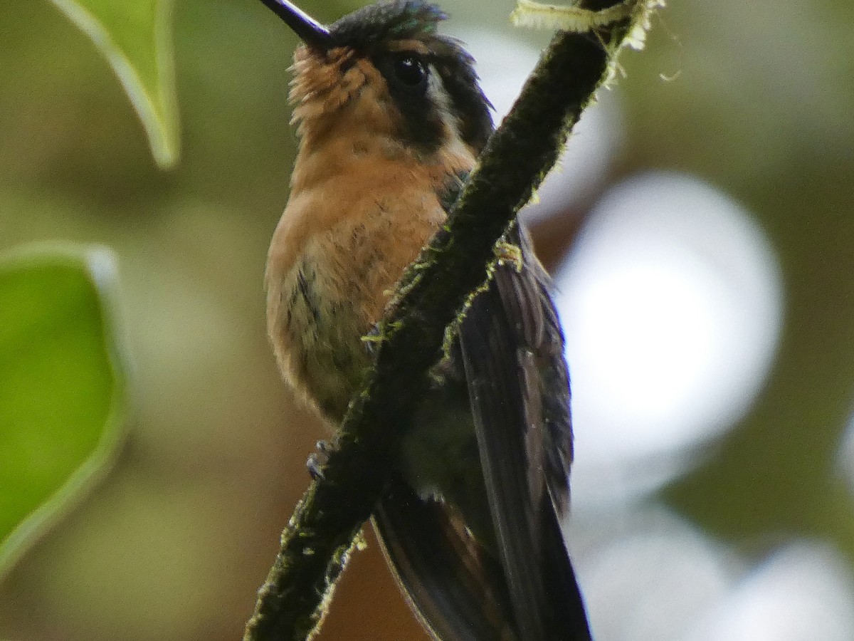 Purple-throated Mountain-gem - ML623487580