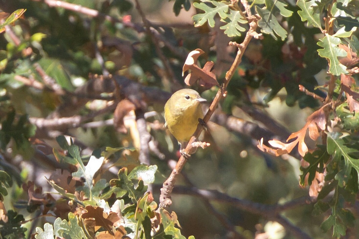 Orange-crowned Warbler (lutescens) - ML623487600