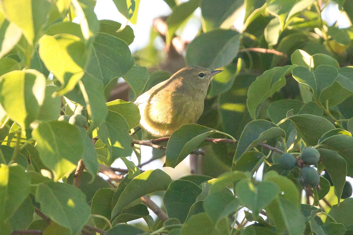 Orange-crowned Warbler (lutescens) - ML623487601