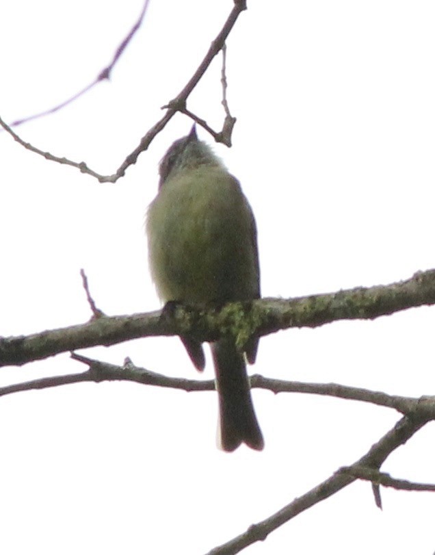 Planalto Tyrannulet - Dave Czaplak