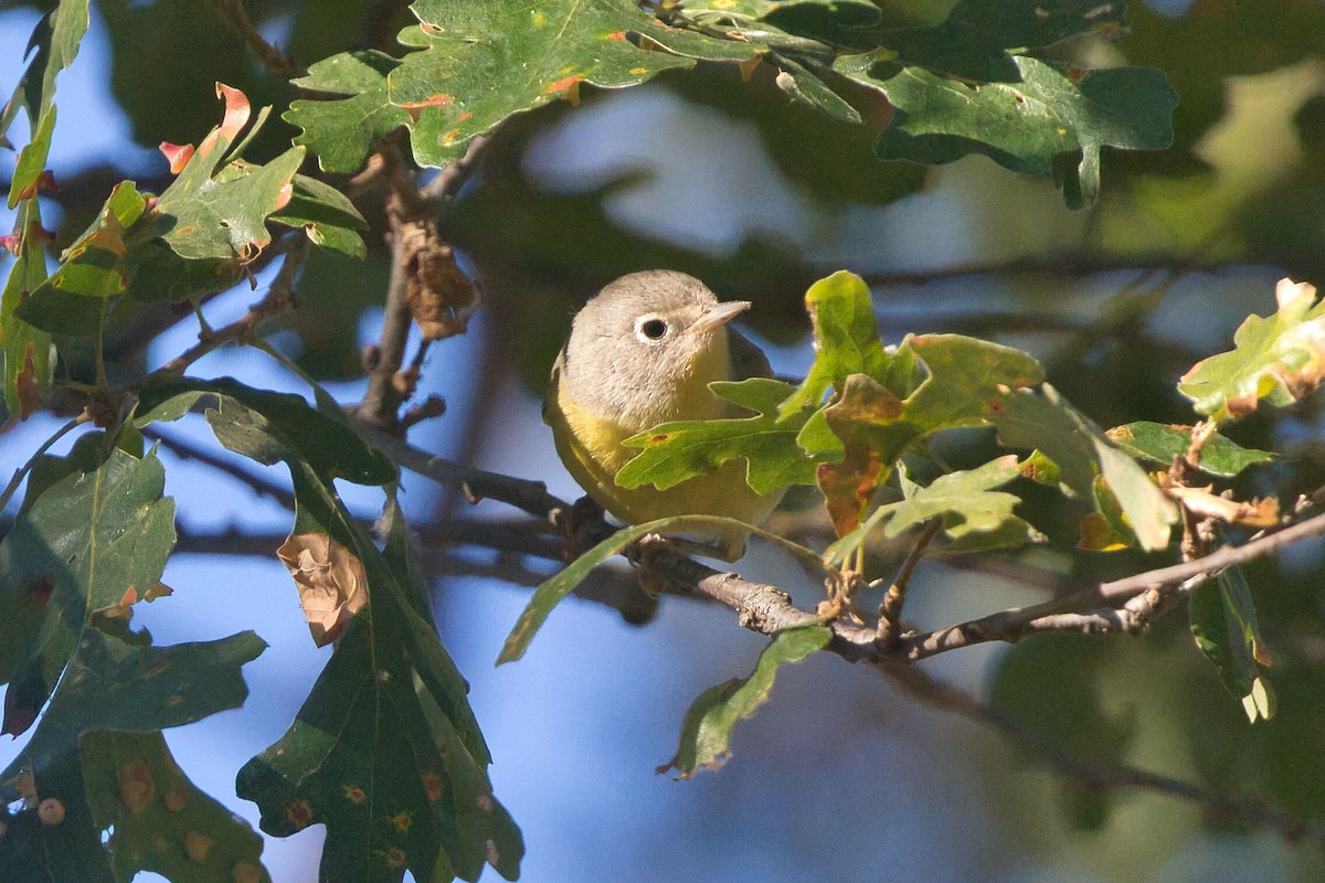 Nashville Warbler - ML623487615