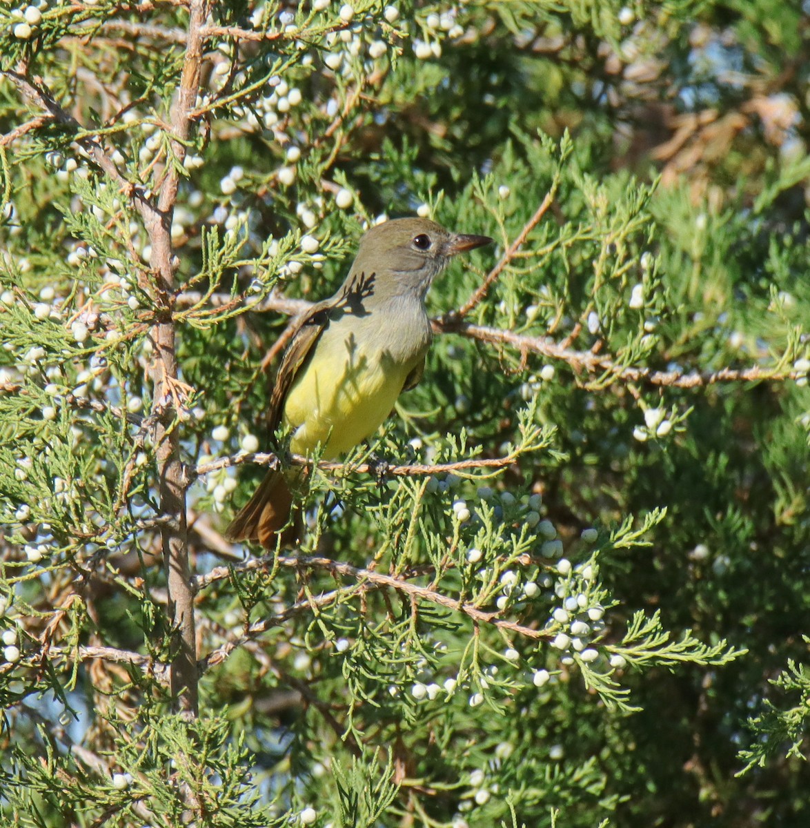 Great Crested Flycatcher - ML623487624