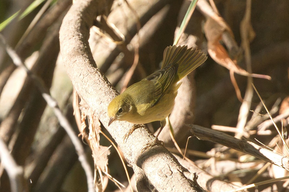 Yellow Warbler - ML623487635