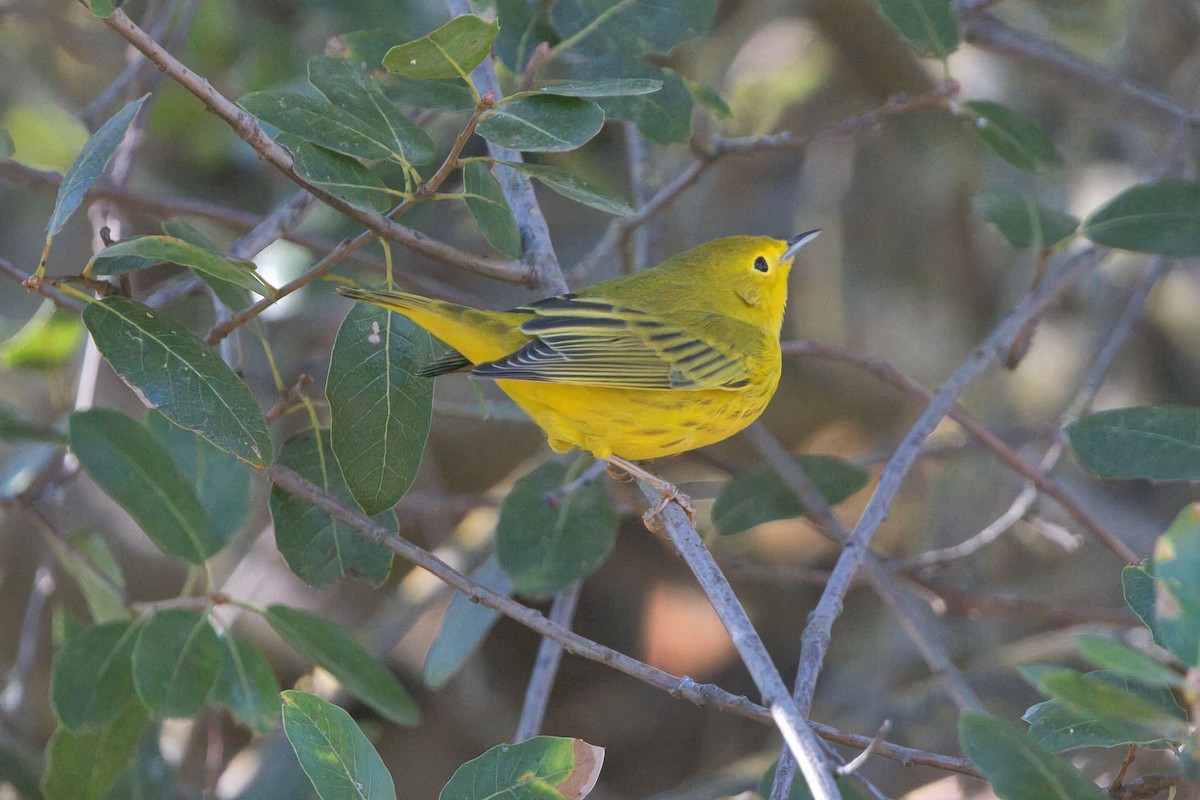 Yellow Warbler - ML623487636