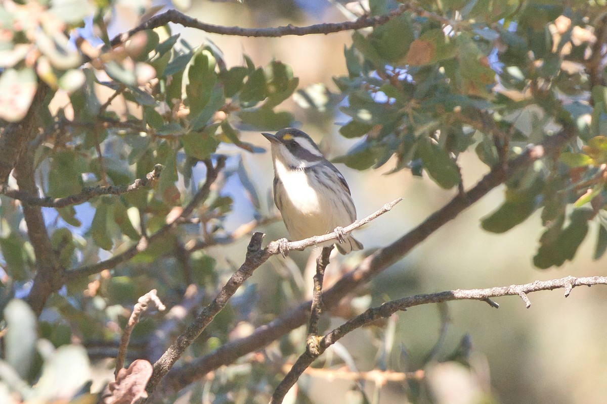 Black-throated Gray Warbler - ML623487651