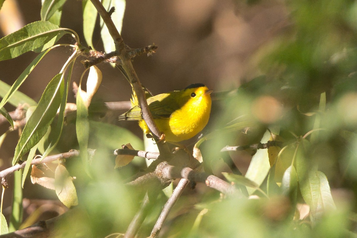 Wilson's Warbler - Kevin Thomas