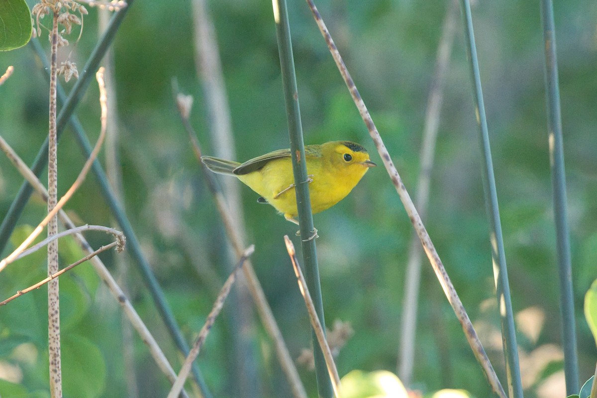 Wilson's Warbler - ML623487671