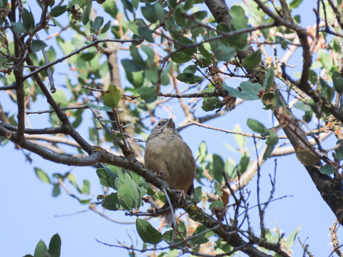 Rufous-crowned Sparrow - ML623487683