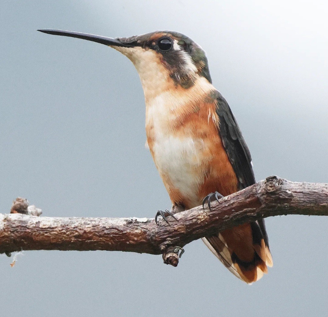 Colibrí de Mitchell - ML623487700