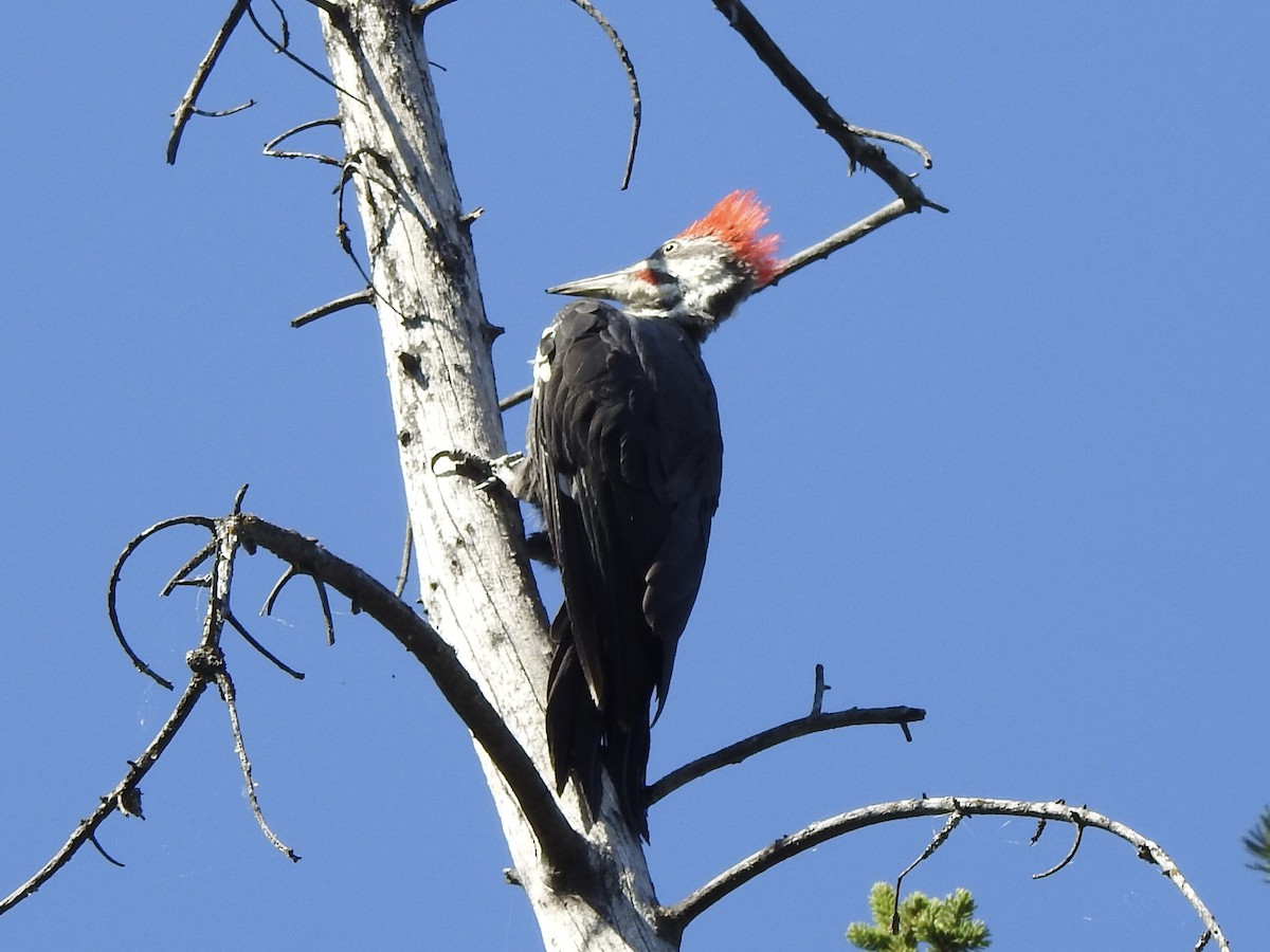 Pileated Woodpecker - ML623487737