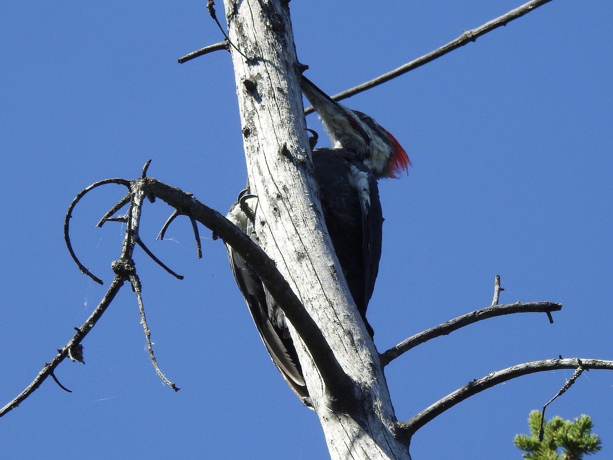 Pileated Woodpecker - ML623487738