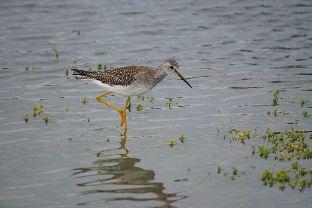 Lesser Yellowlegs - ML623487811