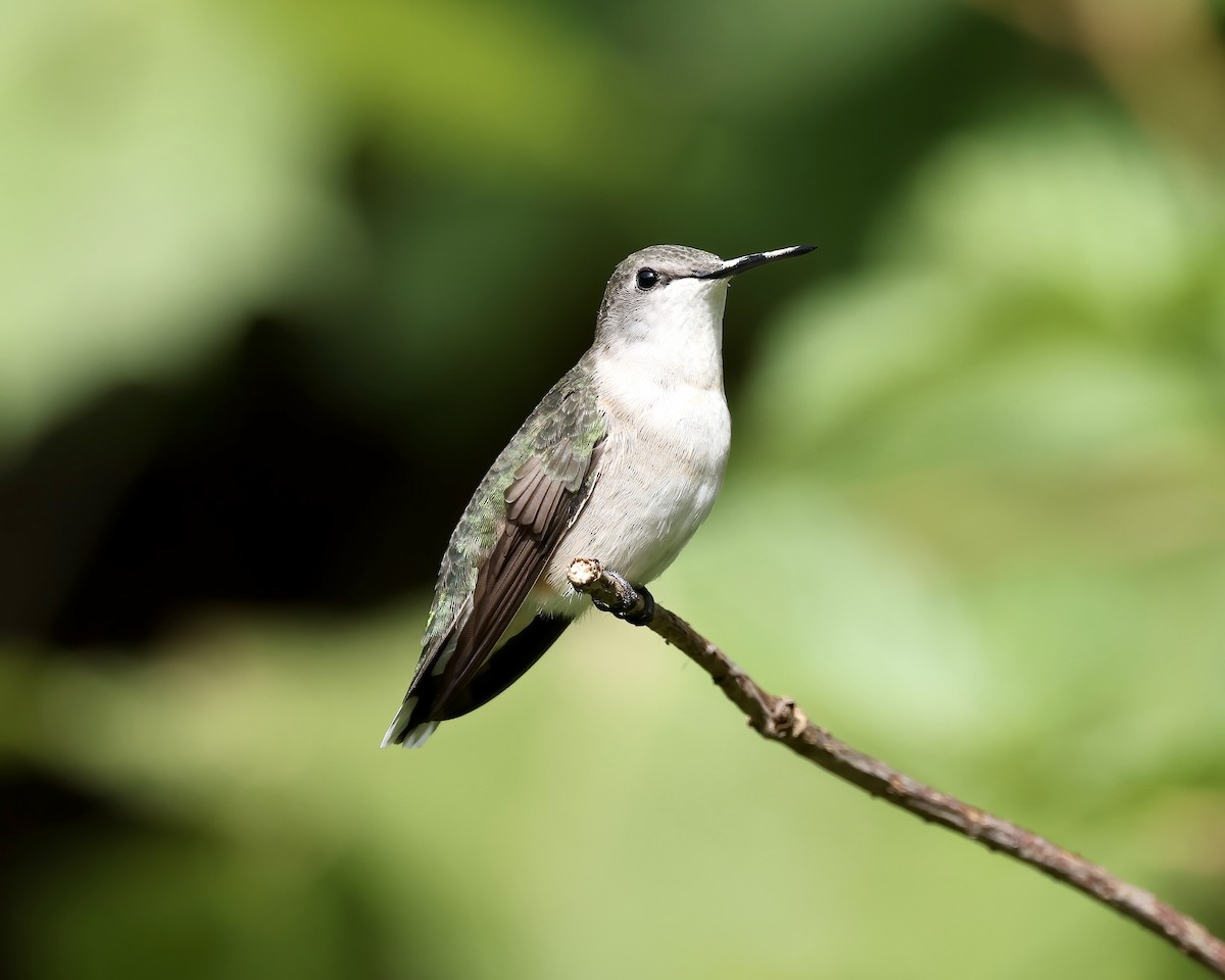 Ruby-throated Hummingbird - ML623487816