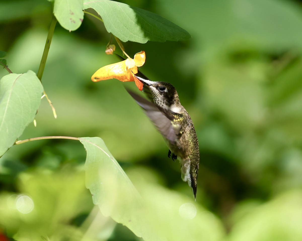 Ruby-throated Hummingbird - ML623487817