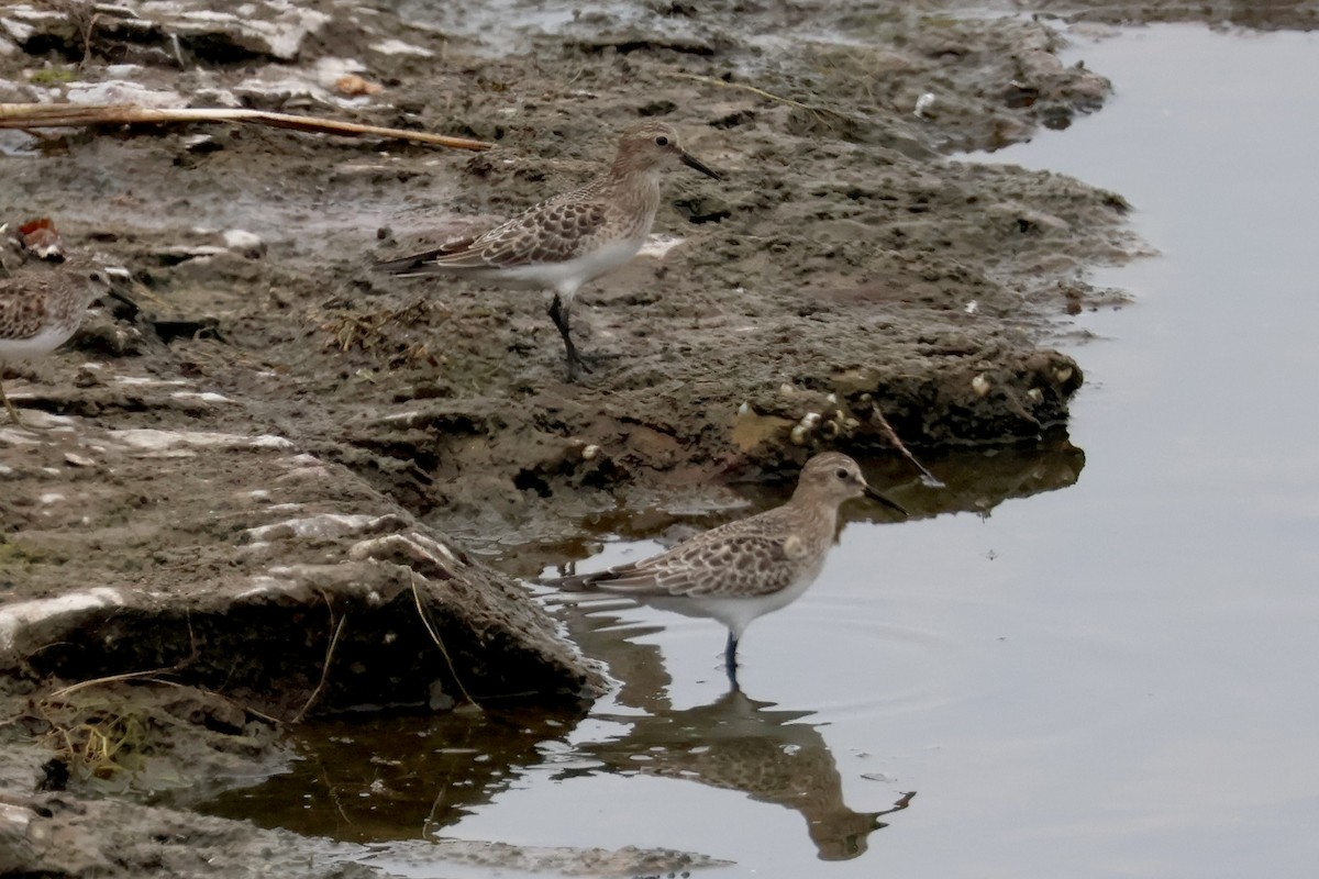 Baird's Sandpiper - ML623487834