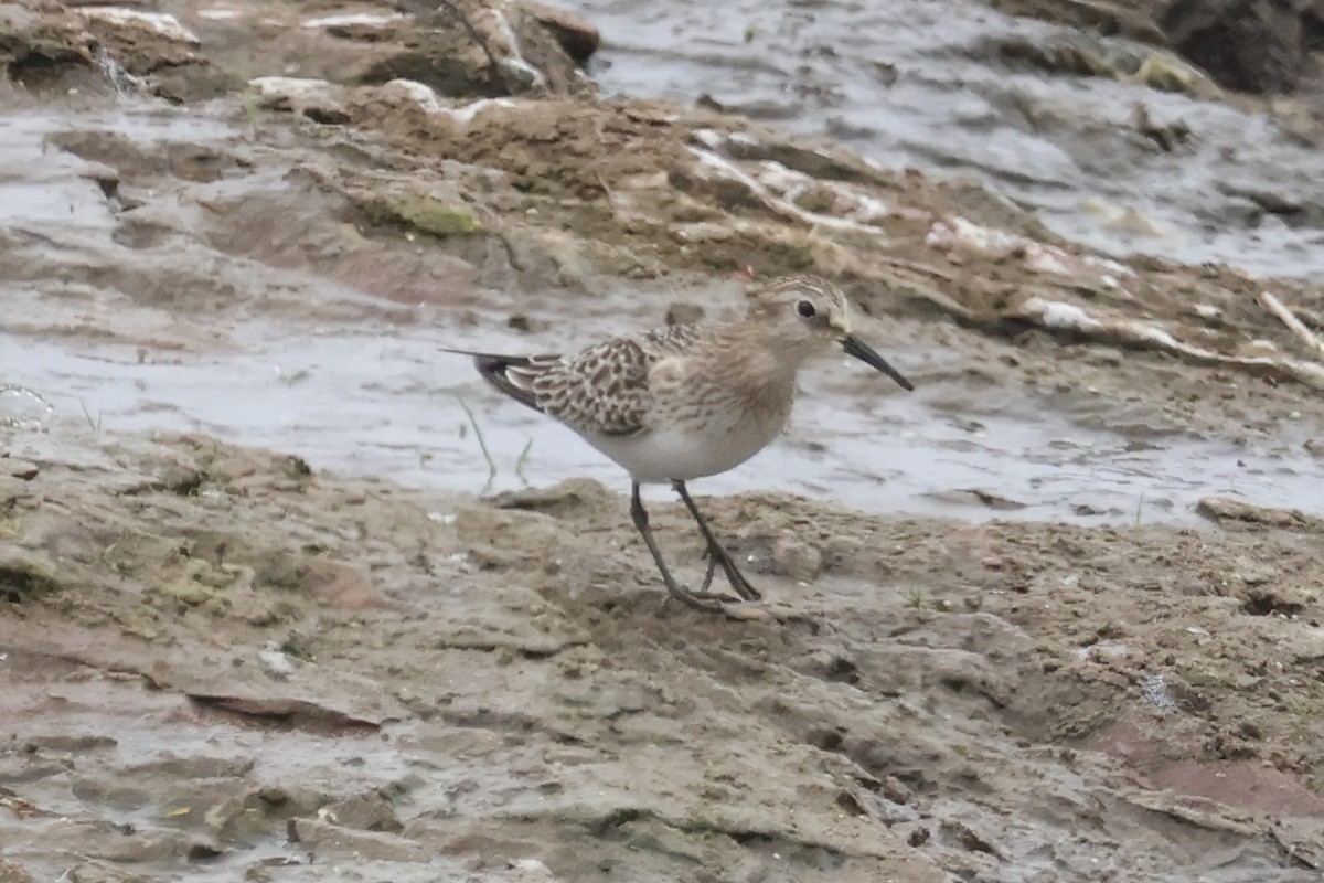 Baird's Sandpiper - ML623487839