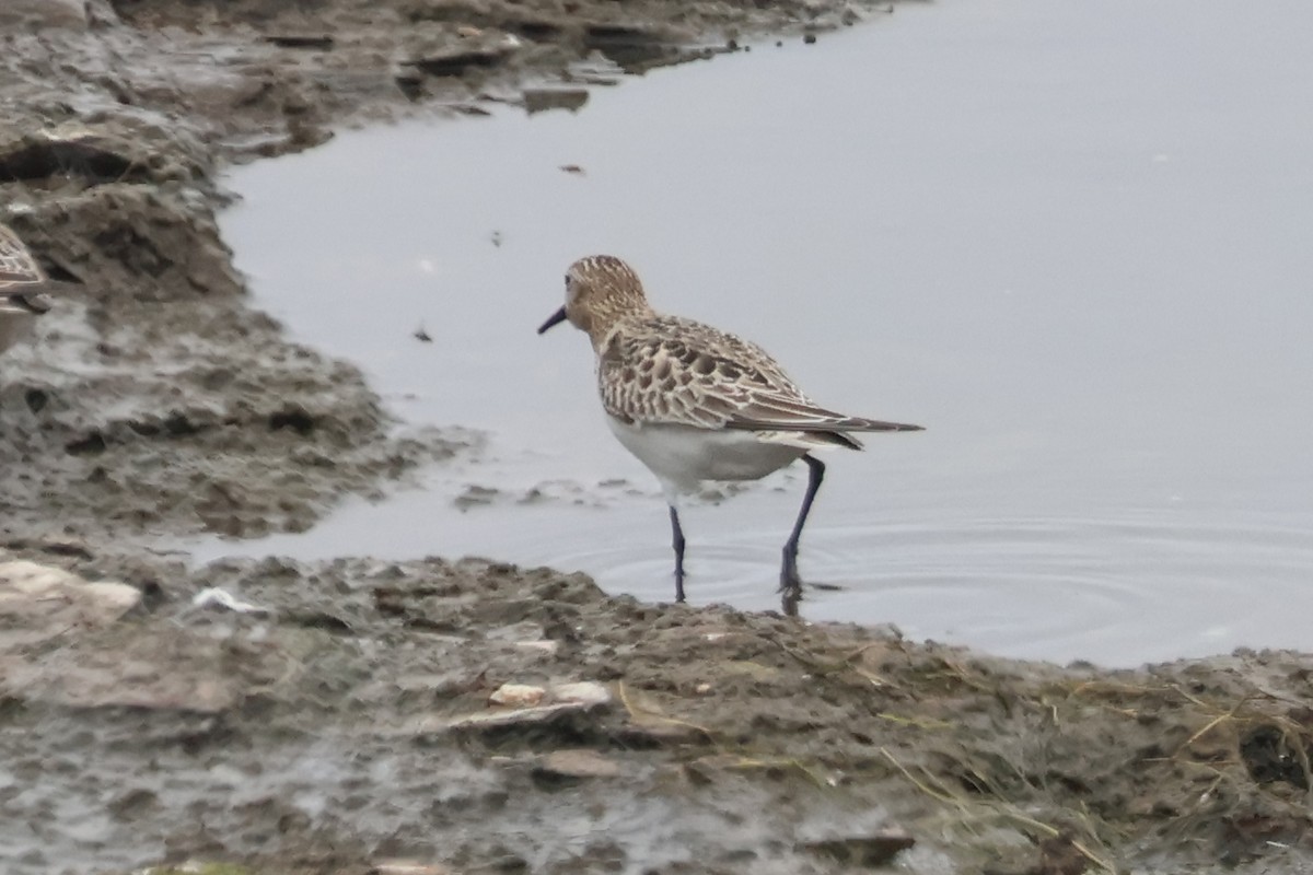 Baird's Sandpiper - ML623487840