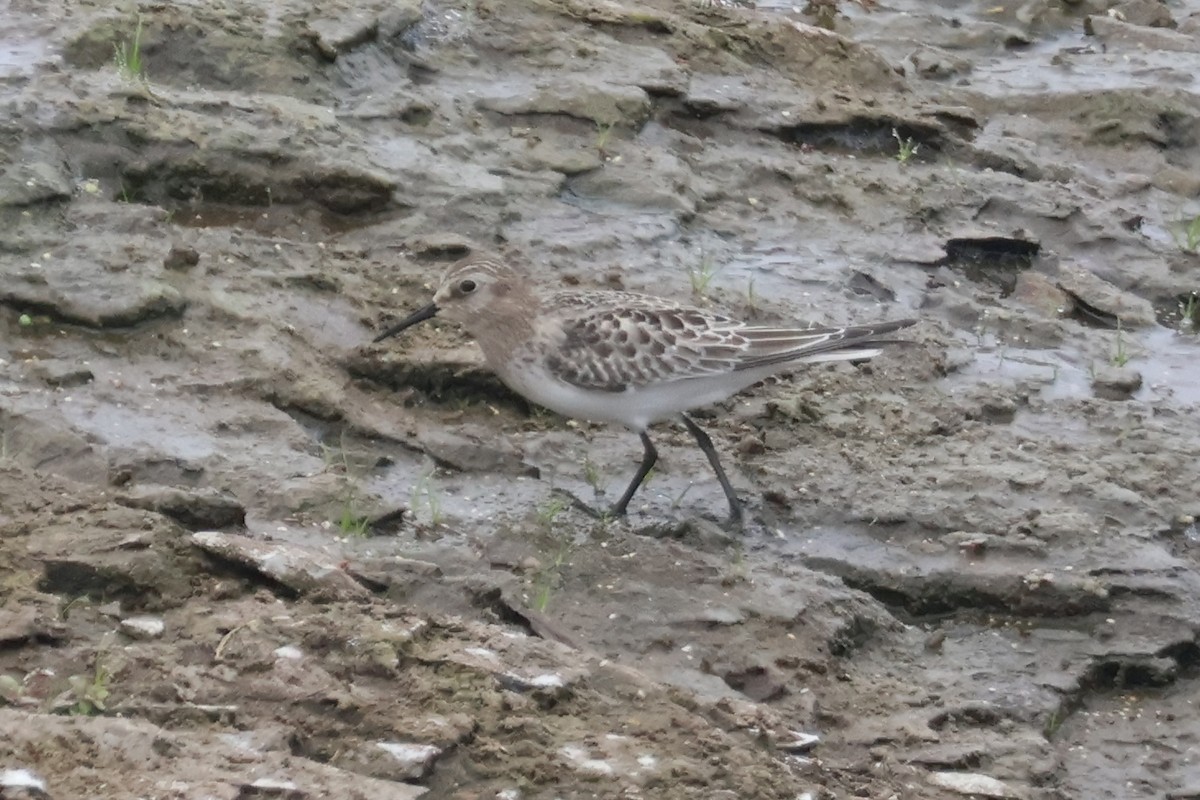 Baird's Sandpiper - ML623487841