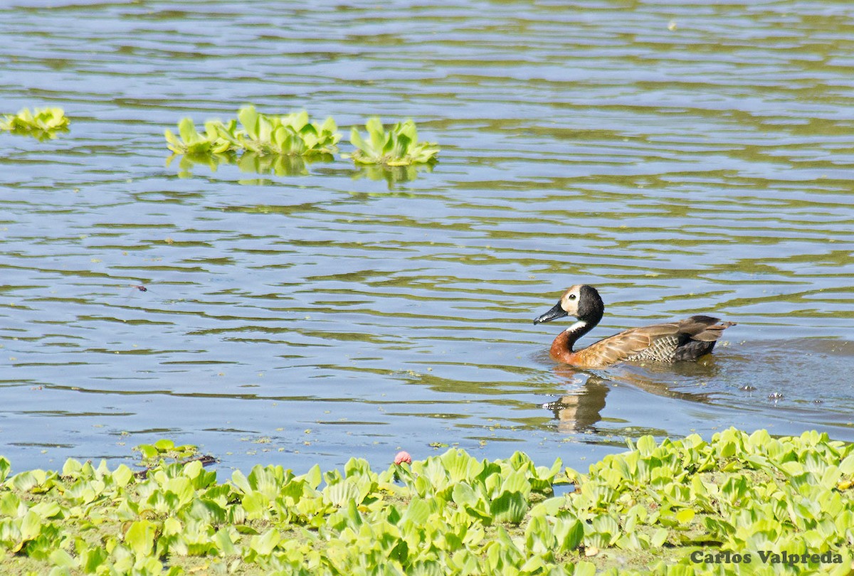 White-faced Whistling-Duck - ML623487844