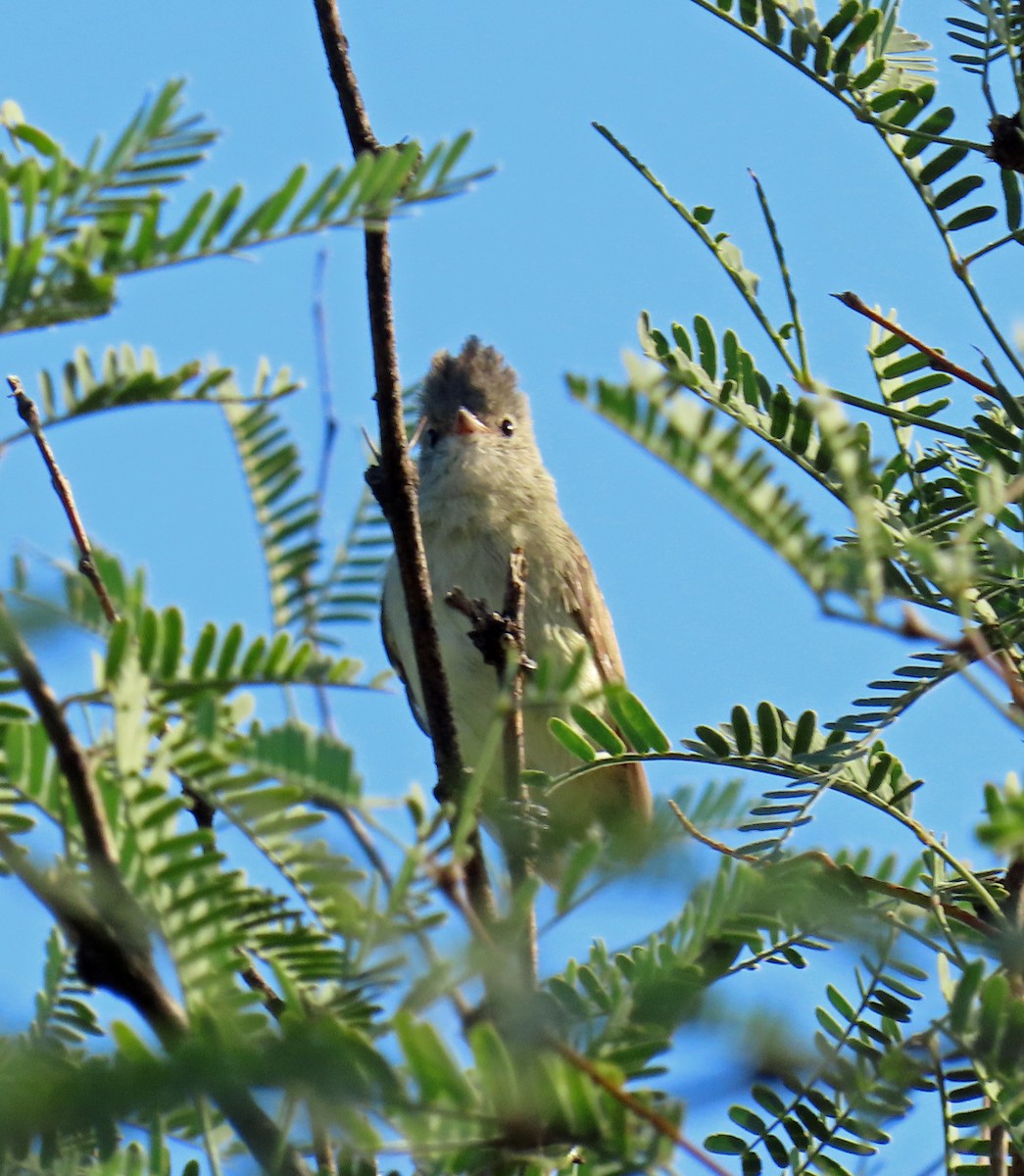 Northern Beardless-Tyrannulet - ML623487852