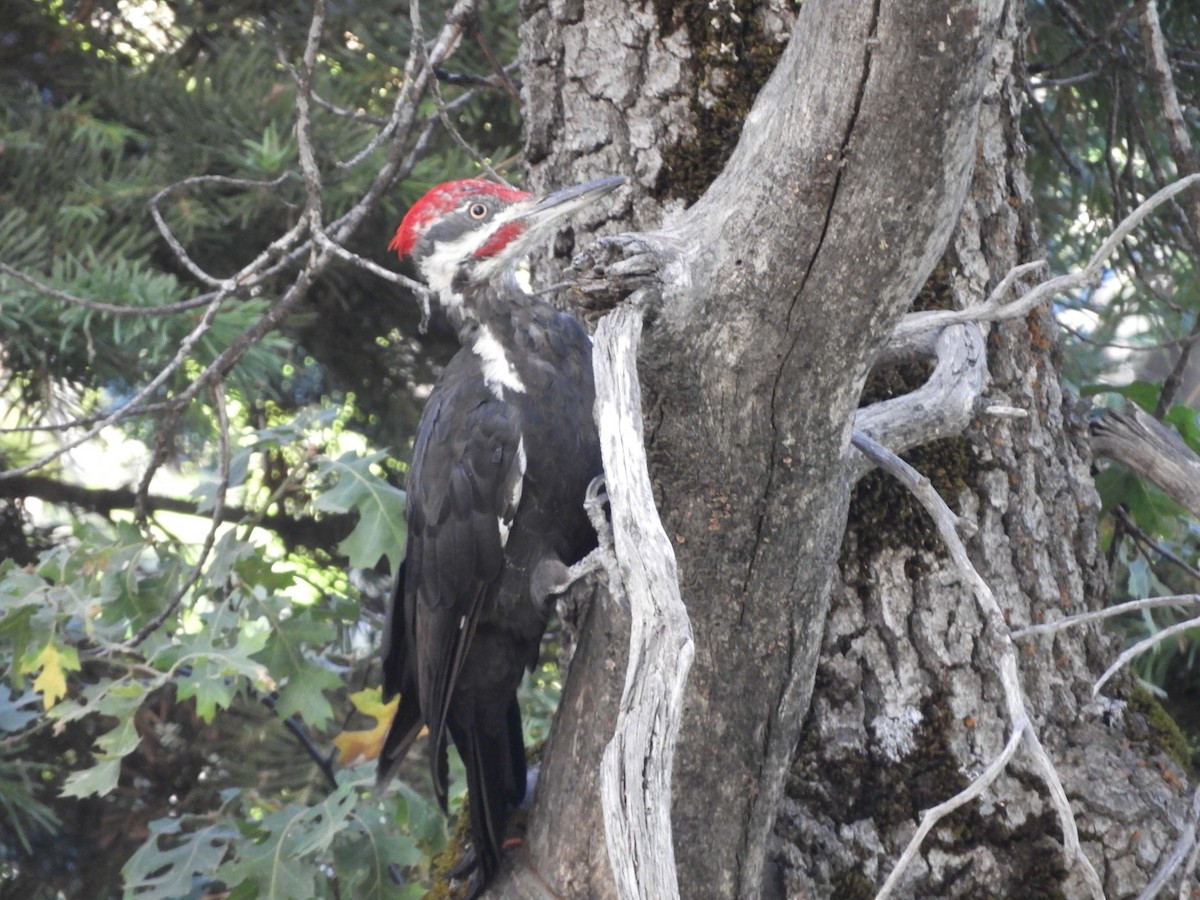 Pileated Woodpecker - Brant Brumbeloe