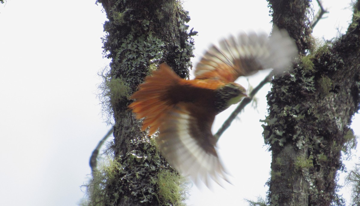 Pearled Treerunner - Edward Martin lopez