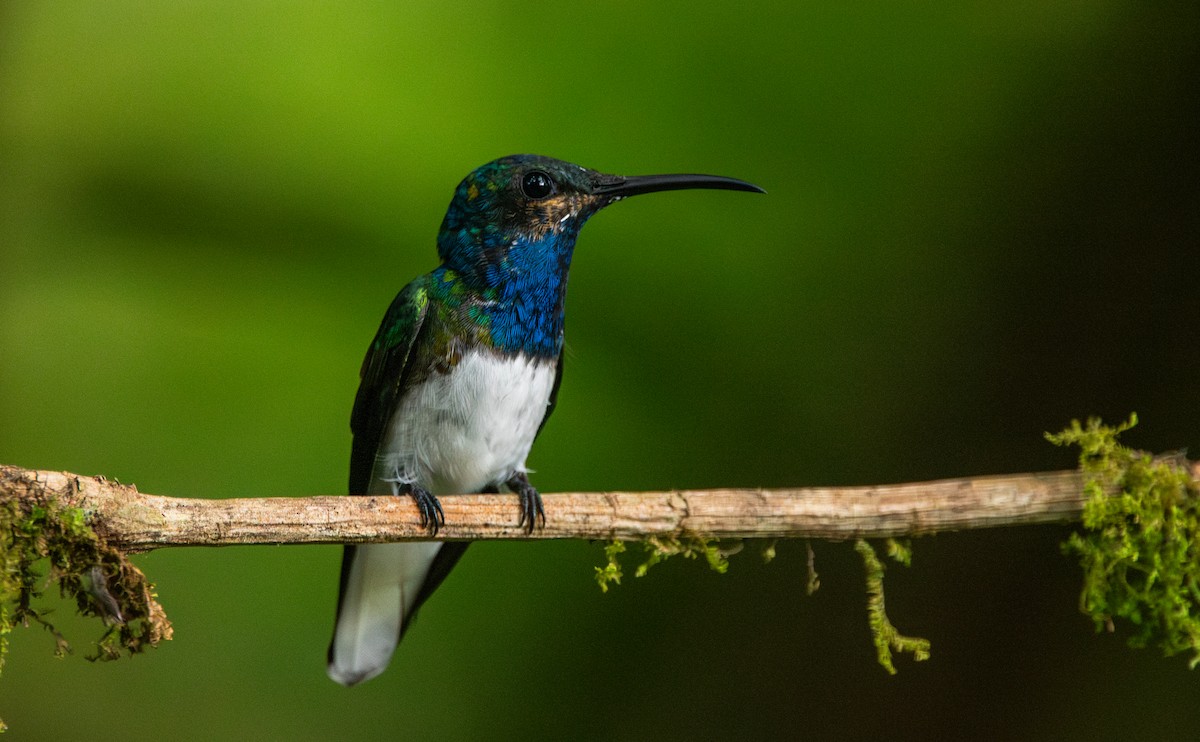 White-necked Jacobin - ML623487902