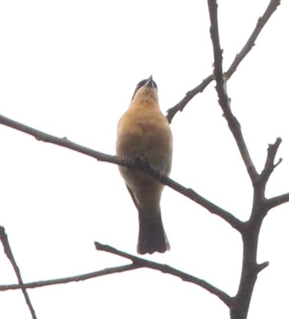 Fawn-breasted Tanager - Dave Czaplak