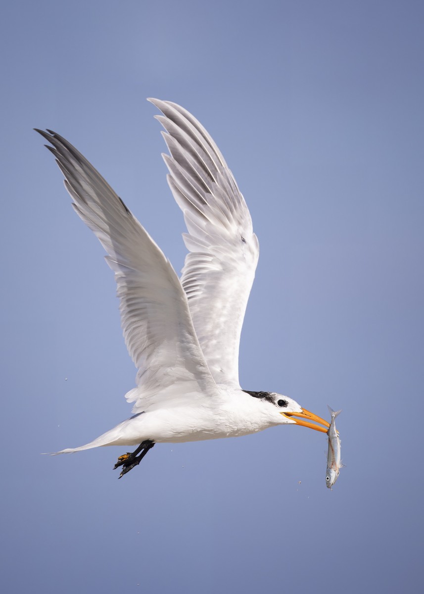 Royal Tern - ML623487921