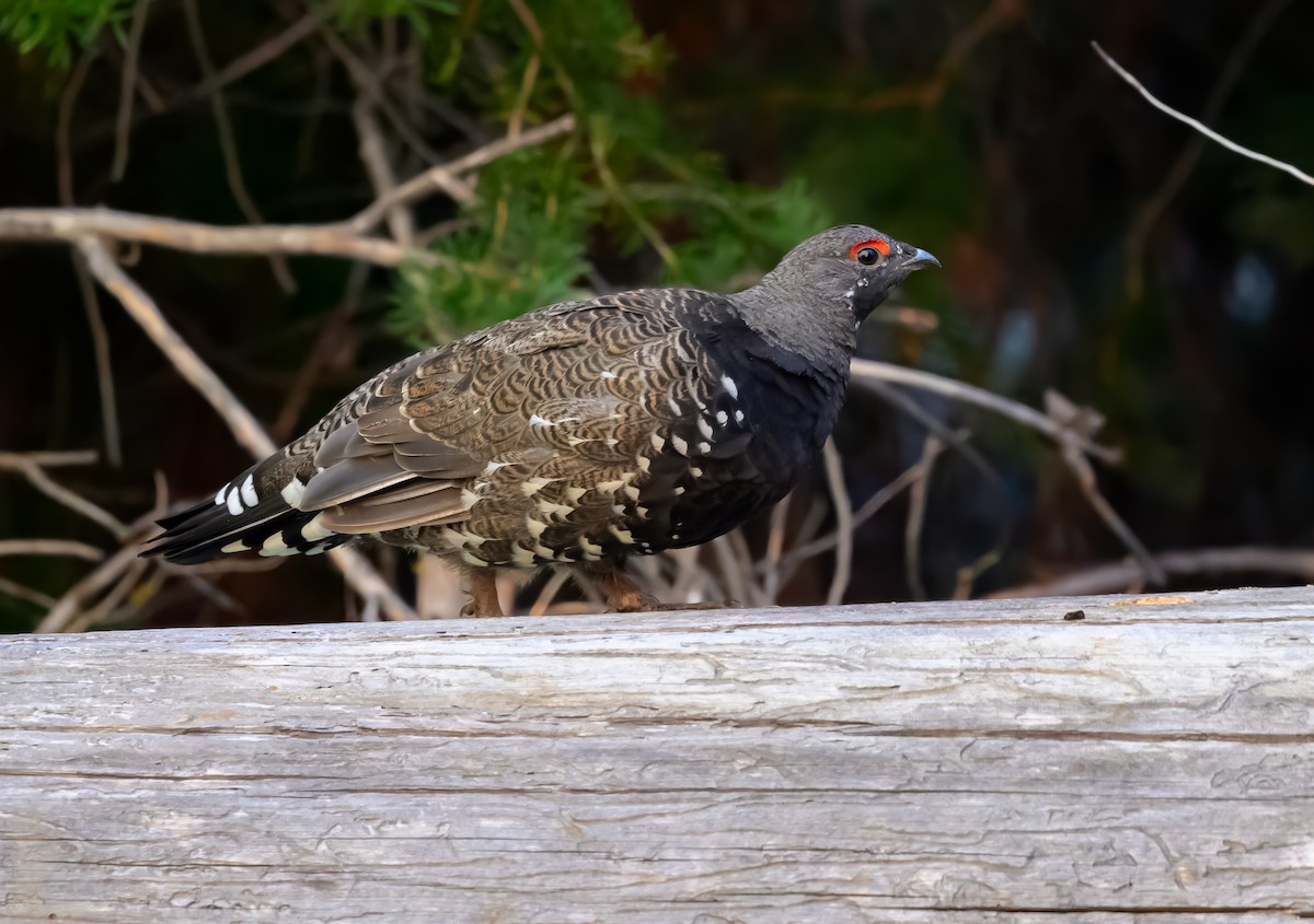 Spruce Grouse (Franklin's) - ML623487943