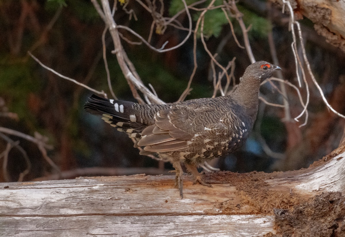 Spruce Grouse (Franklin's) - ML623487964