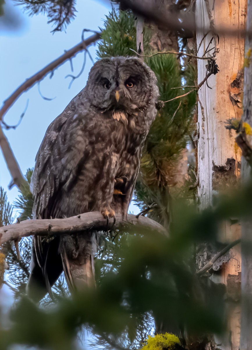 Great Gray Owl - ML623488012