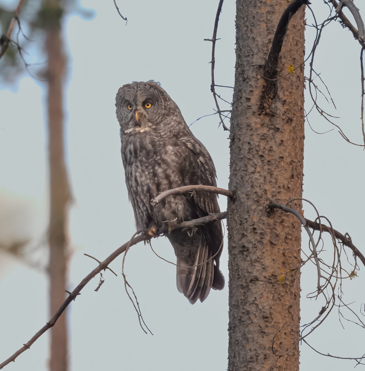 Great Gray Owl - ML623488013