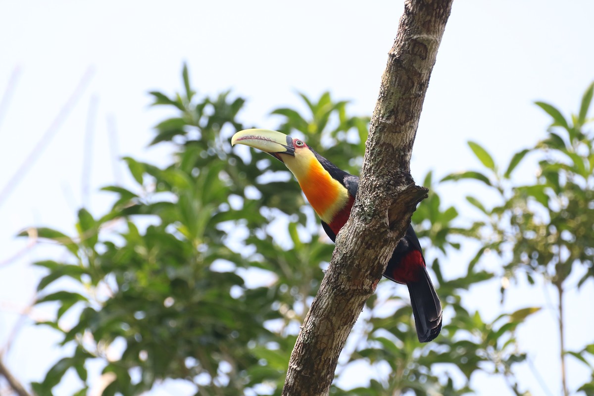 Red-breasted Toucan - ML623488056