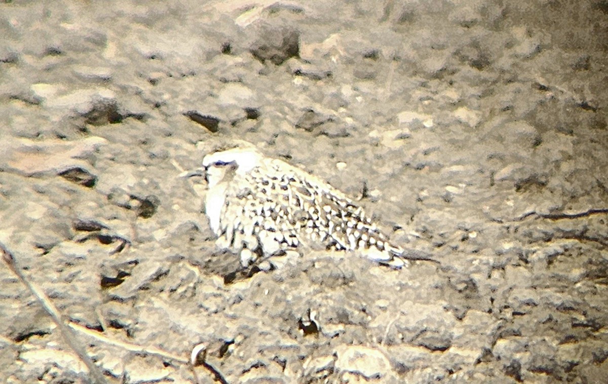 American Golden-Plover - ML623488066