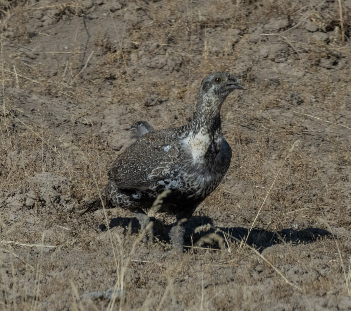 Beifußhuhn - ML623488085