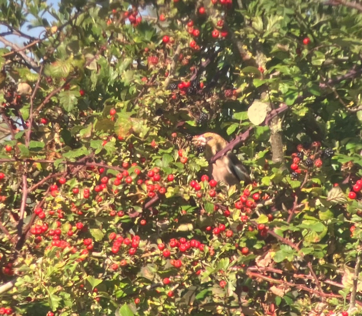 Hawfinch - Chris Gibbs