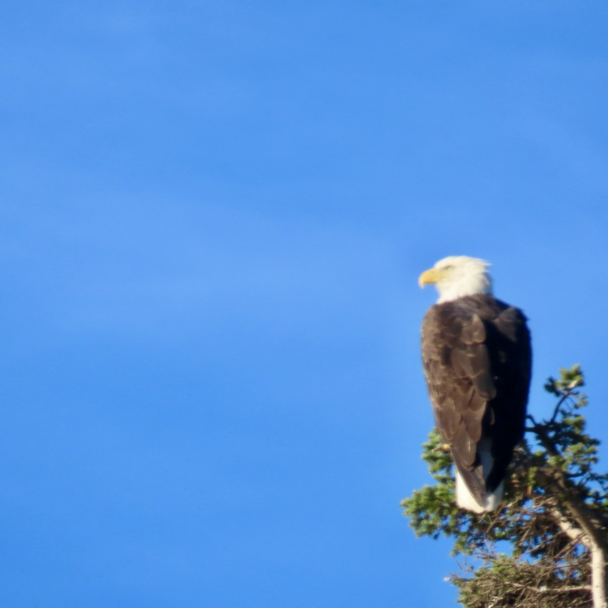 Bald Eagle - ML623488136