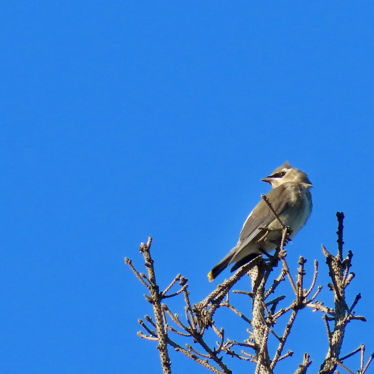 Cedar Waxwing - ML623488159