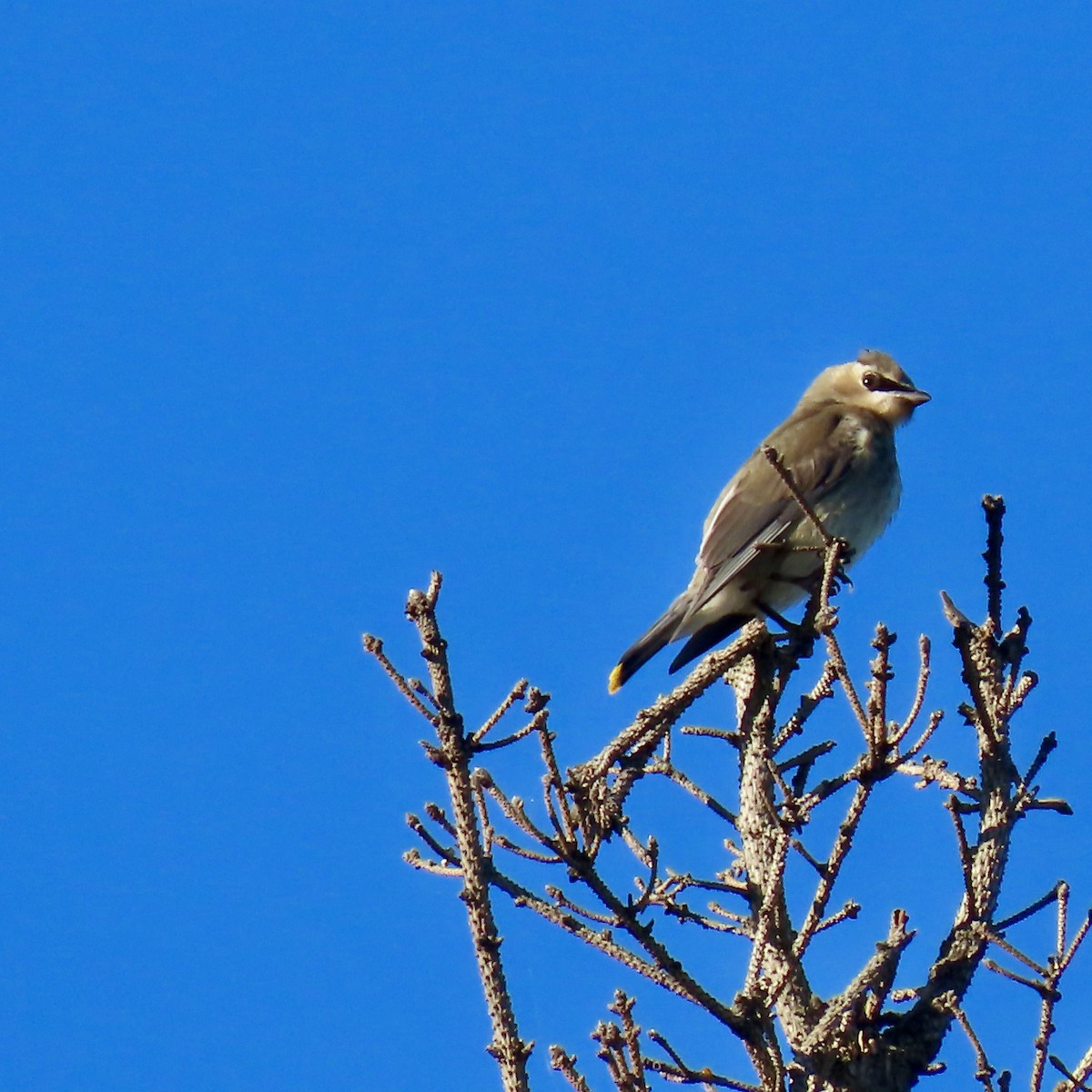 Cedar Waxwing - ML623488160