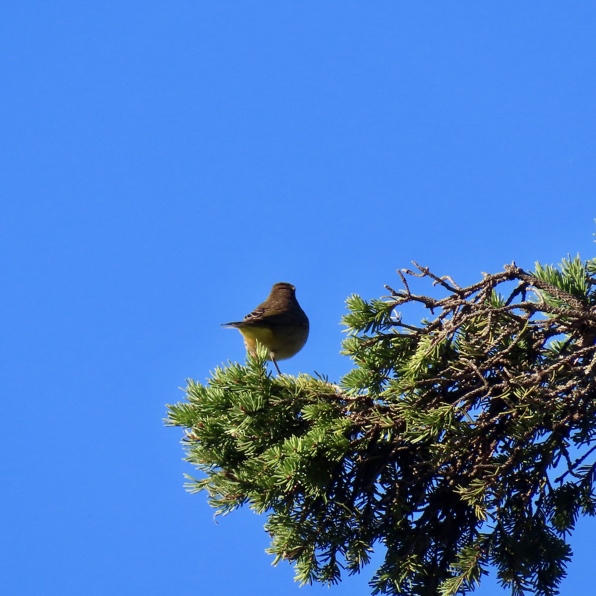 Palm Warbler - ML623488192