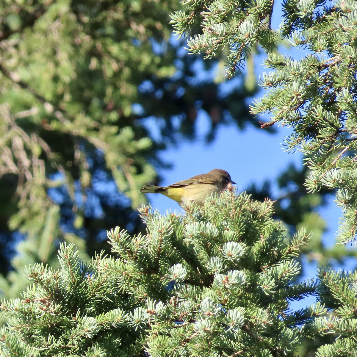 Palm Warbler - ML623488194