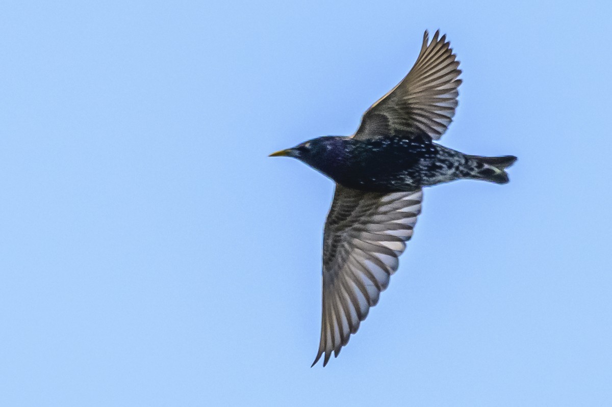 European Starling - Amed Hernández