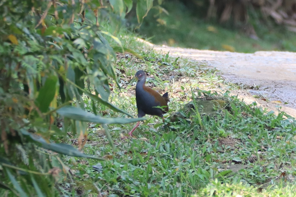 Slaty-breasted Wood-Rail - ML623488214