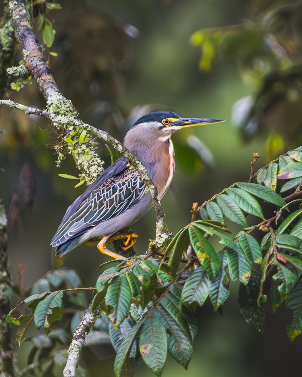 Striated Heron - ML623488220