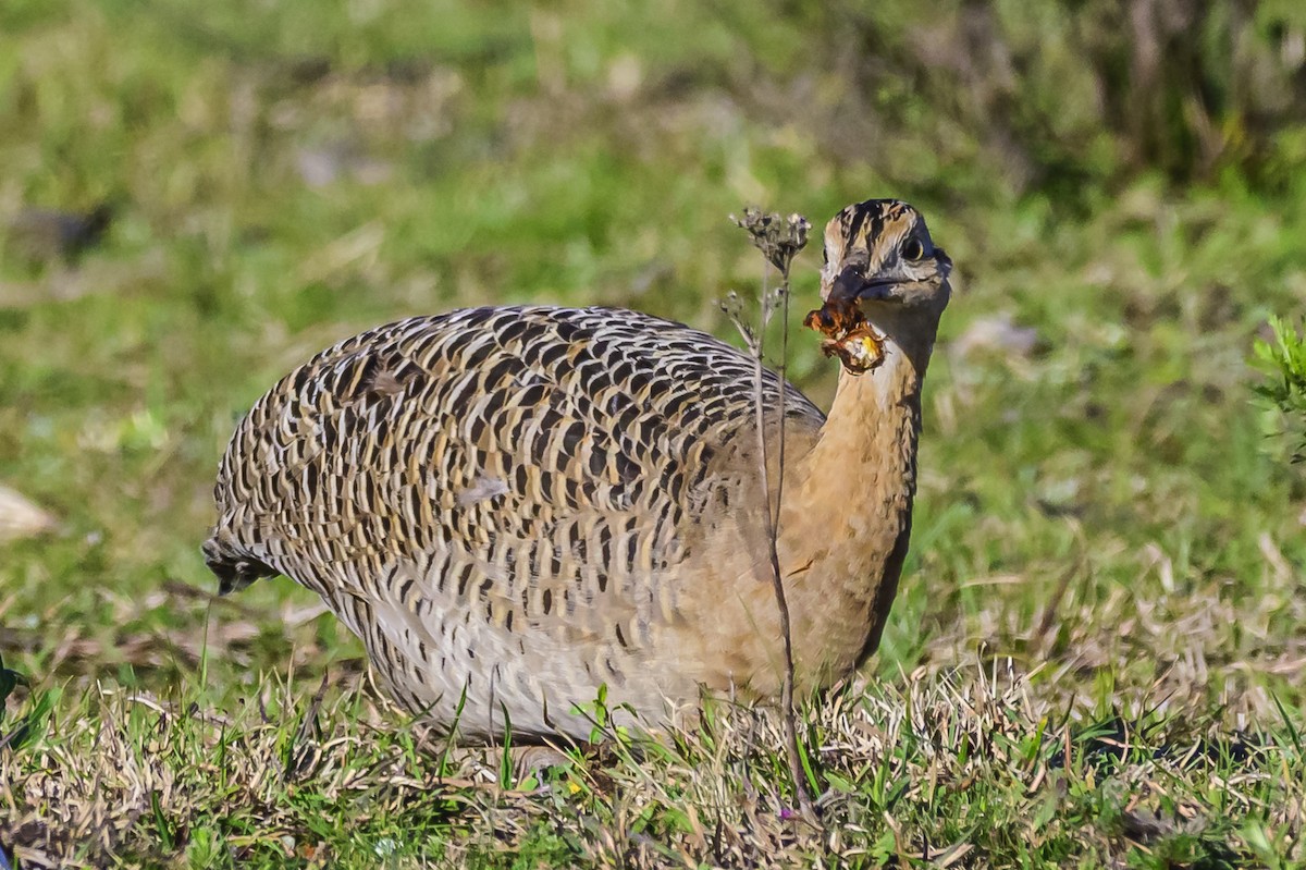 Red-winged Tinamou - Amed Hernández