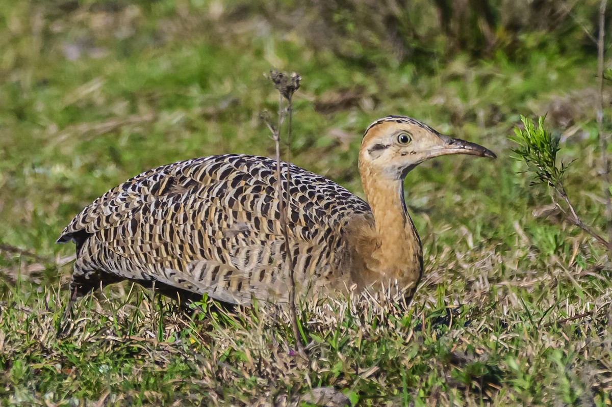 Red-winged Tinamou - Amed Hernández